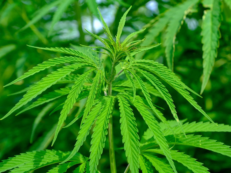 il cannabis cocktail